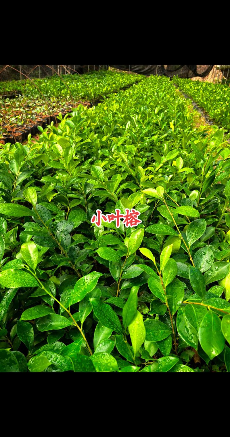 小榕树的品种图片大全-图1