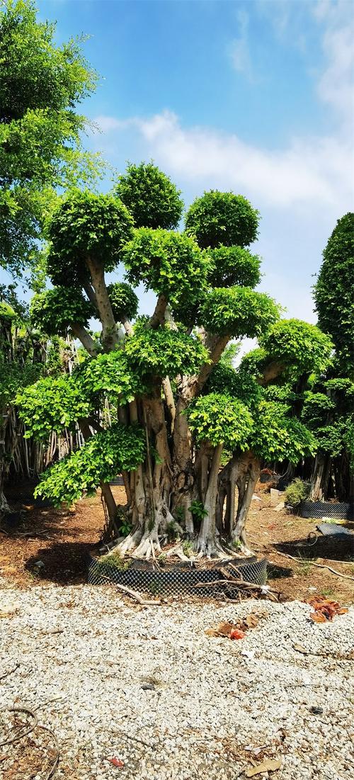小榕树的品种图片大全-图3
