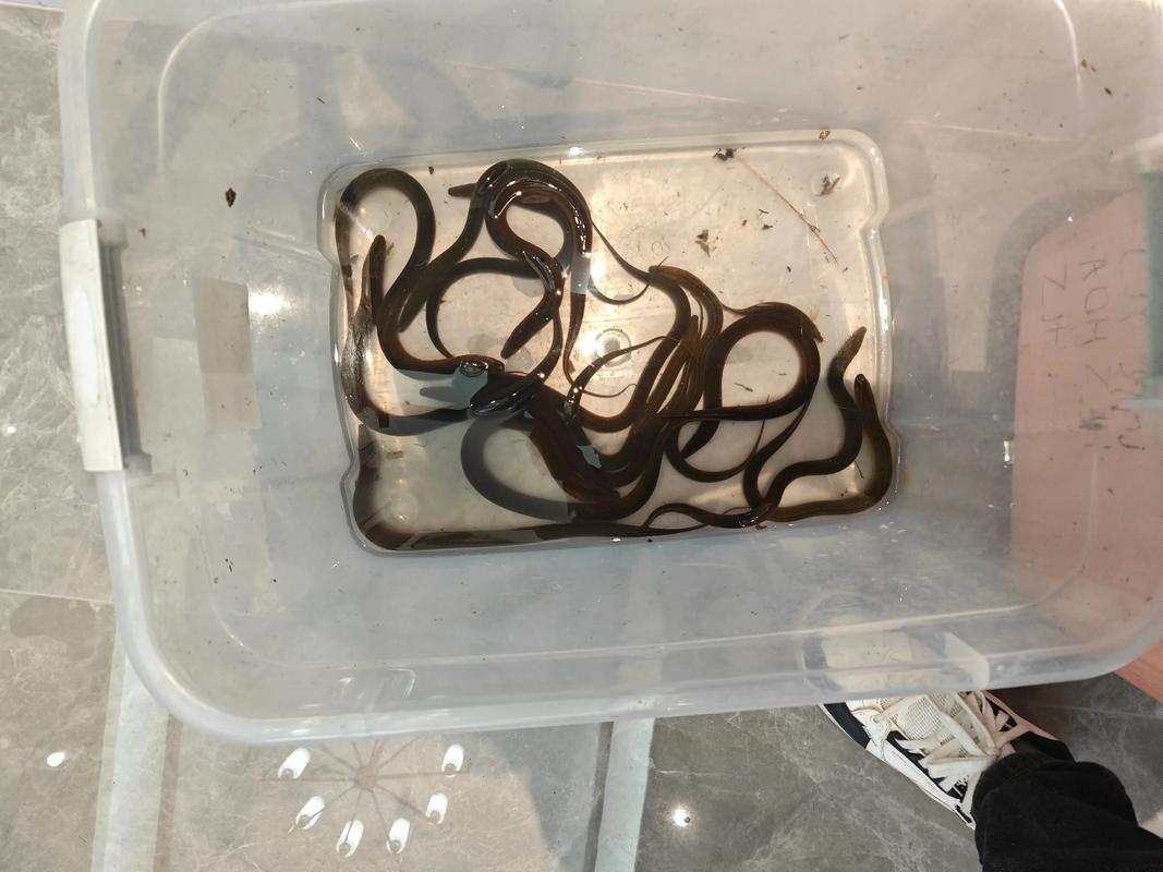 上海水产市场黄鳝价格为何波动？-图1