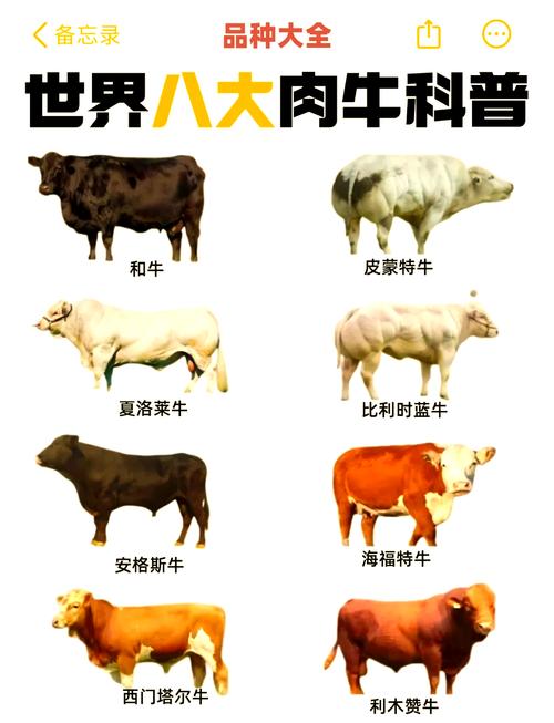 牛品种大全及图片大全-图2