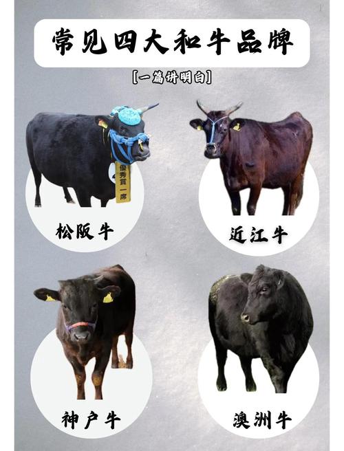 牛品种大全及图片大全-图1