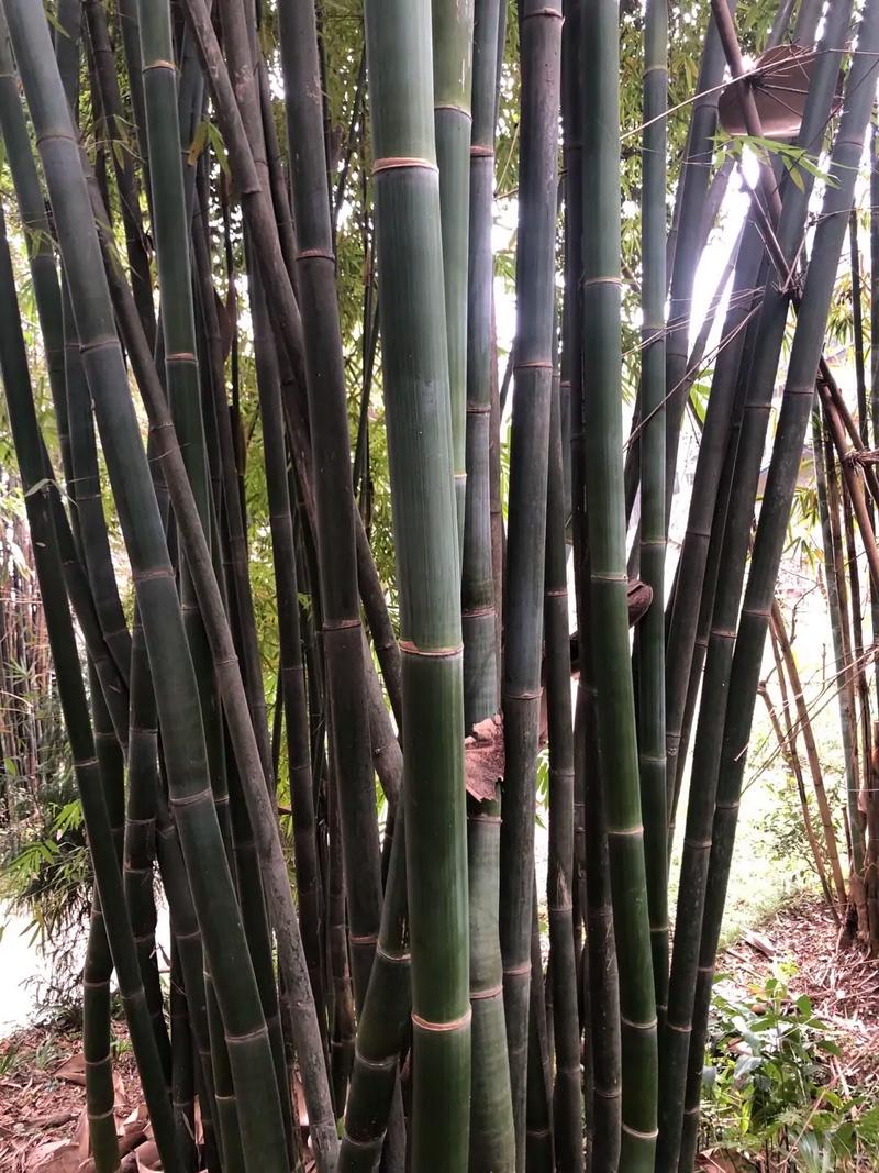 造纸的竹子是什么品种-图3