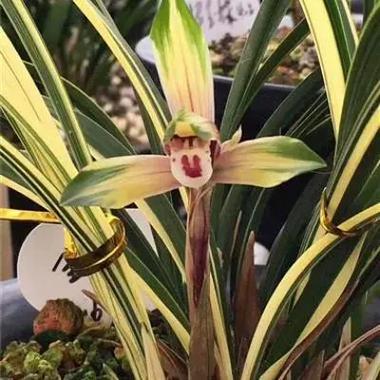 舟山最名贵的兰花品种-图2