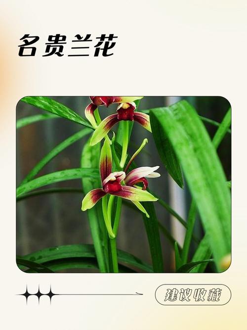 舟山最名贵的兰花品种-图3