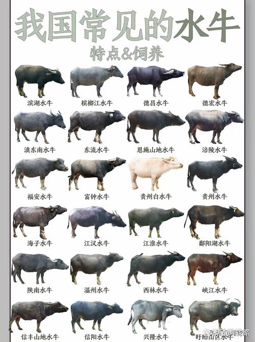 散养牛选什么品种好？-图1