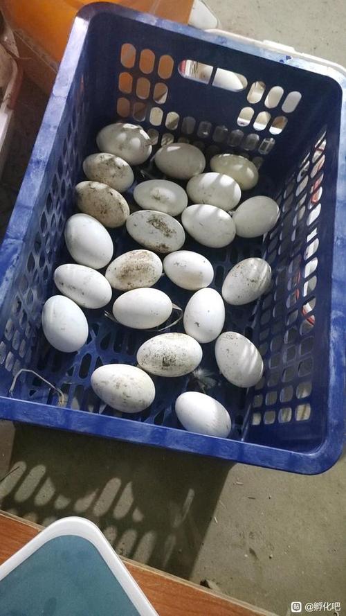 下蛋最多的鹅品种视频-图1