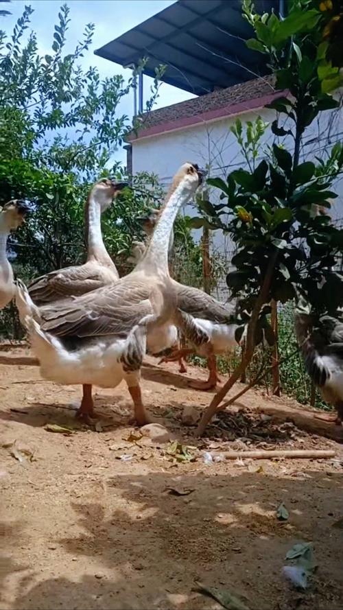 下蛋最多的鹅品种视频-图2