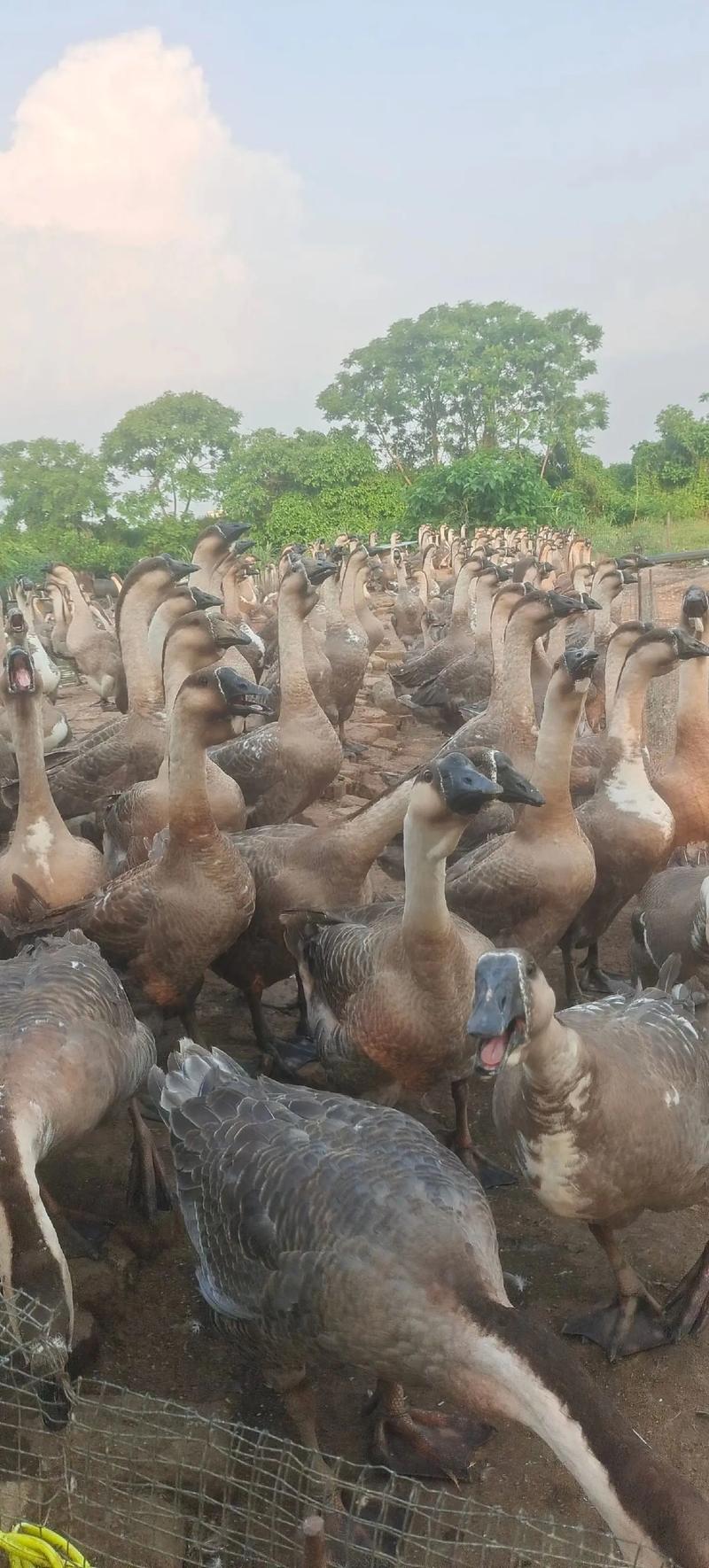 下蛋最多的鹅品种视频-图3