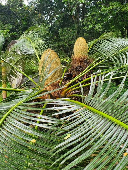 哪种苏铁最值钱？-图1