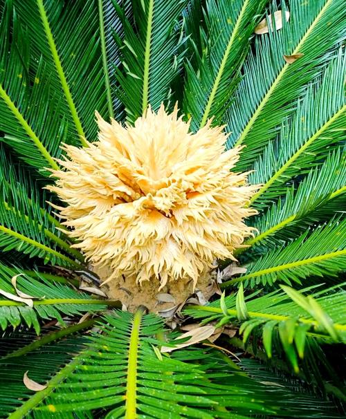 哪种苏铁最值钱？-图2