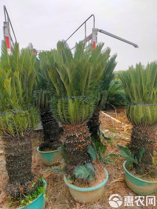 哪种苏铁最值钱？-图3