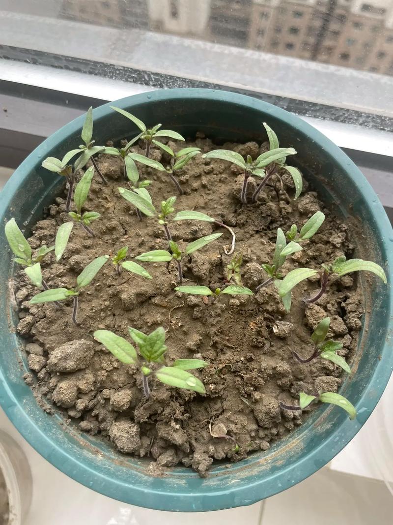 露地番茄育苗技术视频-图2