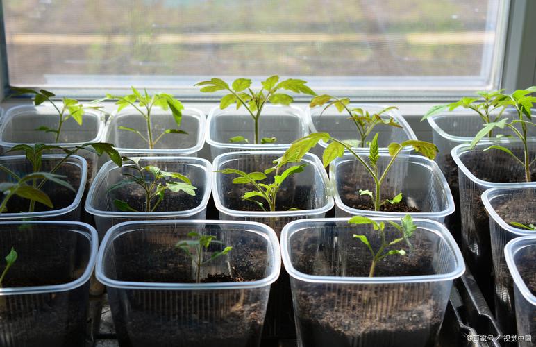 露地番茄育苗技术视频-图3