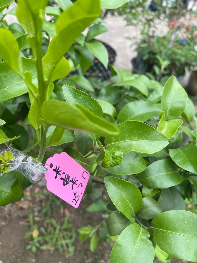 橙子树什么品种结果快？-图1