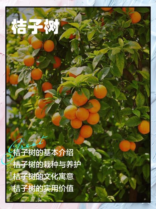 橙子树什么品种结果快？-图2