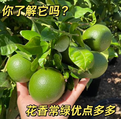 橙子树什么品种结果快？-图3