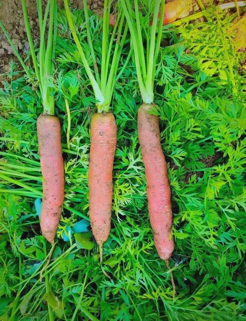 秋萝卜哪个品种产量高-图1