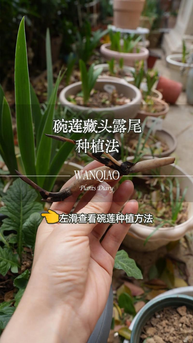 莲藕池子种植技术有哪些关键点？-图1