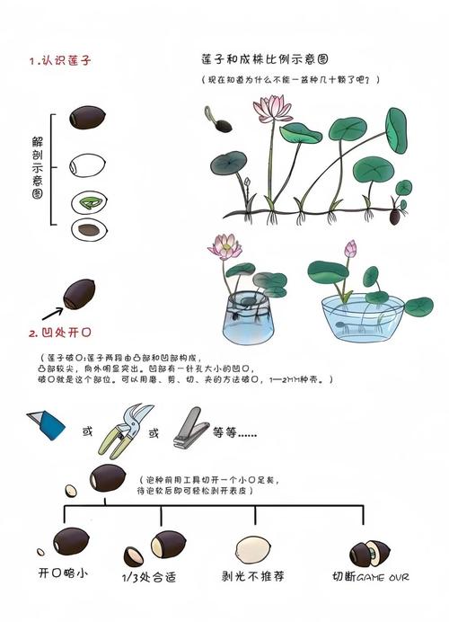 莲藕池子种植技术有哪些关键点？-图2