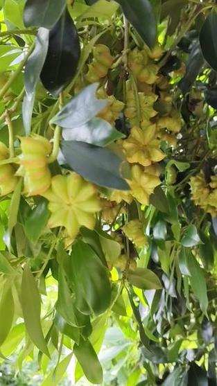 浦北官垌适合种什么品种？-图2