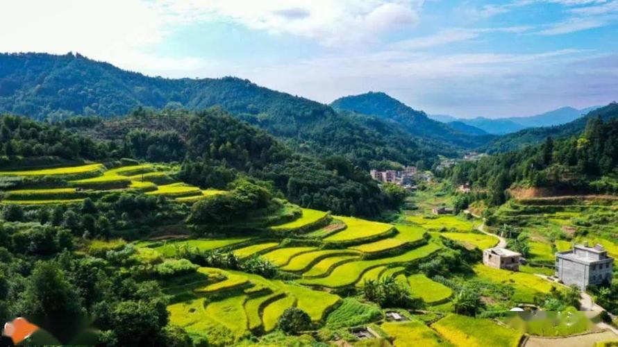 浦北官垌适合种什么品种？-图3