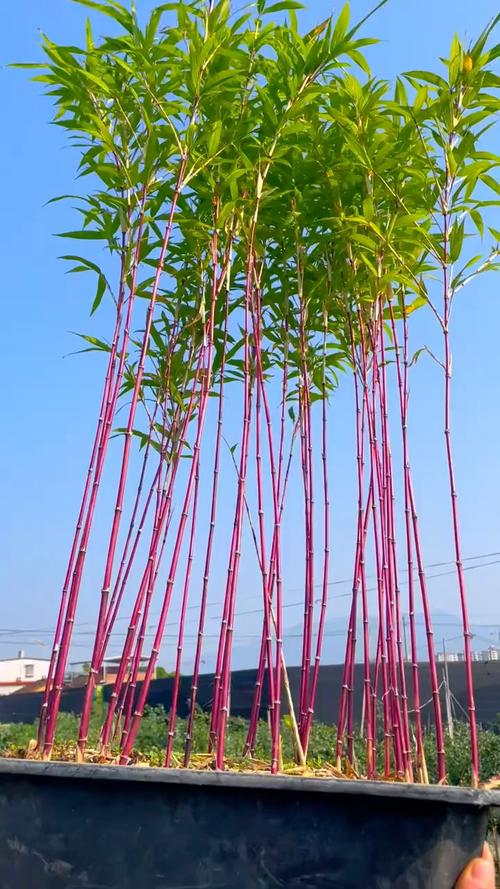 哪些竹子品种最耐寒？-图1