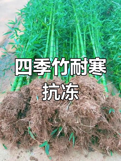 哪些竹子品种最耐寒？-图2