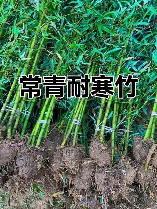 哪些竹子品种最耐寒？-图3