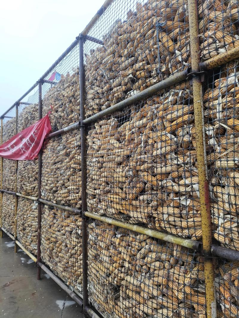 农村玉米储存技术视频-图1