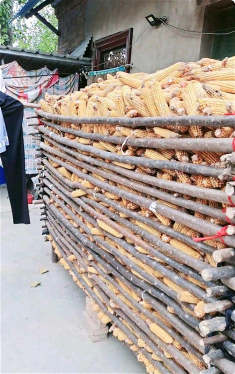 农村玉米储存技术视频-图2