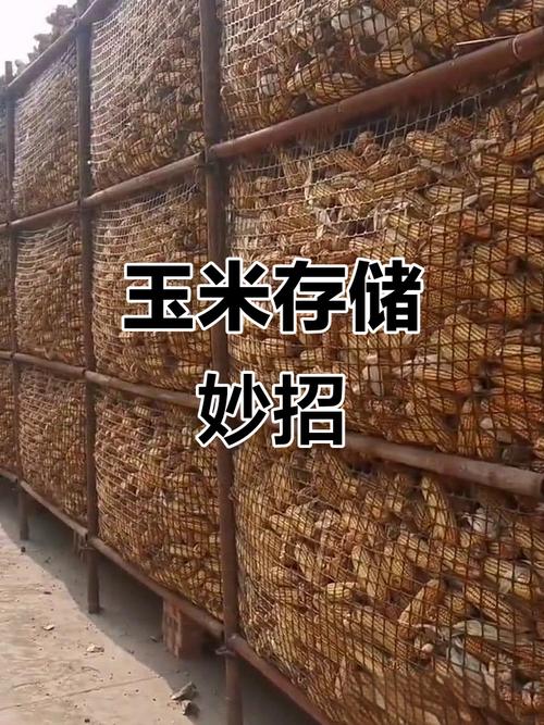 农村玉米储存技术视频-图3