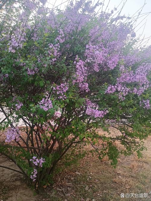 丁香什么品种花色最好-图1