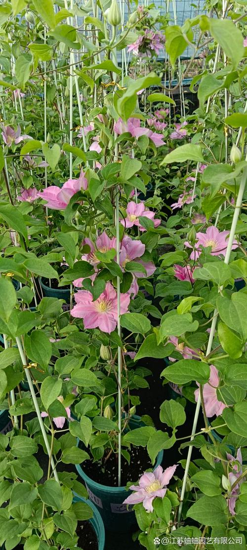 条纹铁线莲哪个品种更值得选？-图1