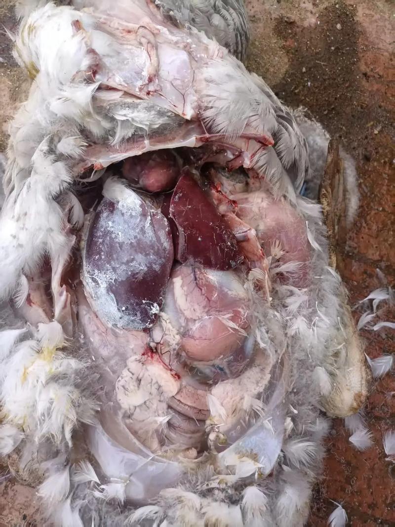 2025年朗德鹅价格-图1