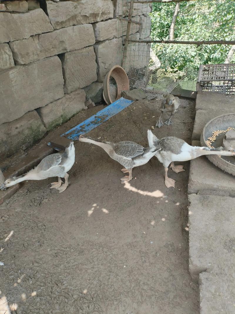 2025年朗德鹅价格-图2