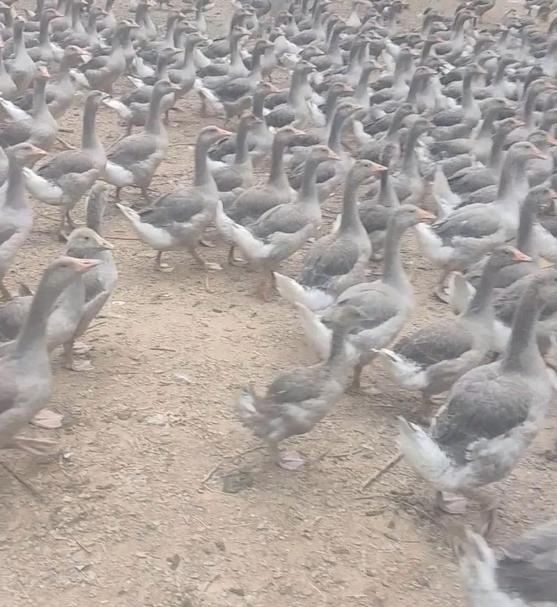 2025年朗德鹅价格-图3