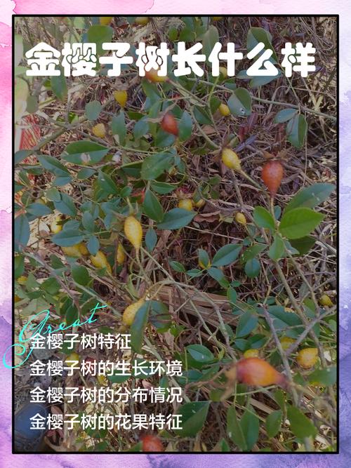 金樱子种植技术及方法-图1