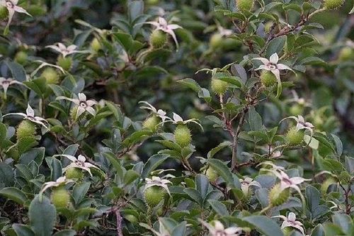 金樱子种植技术及方法-图2