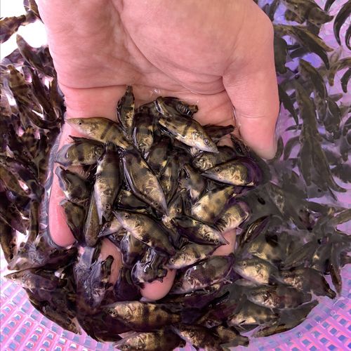 桂花鱼苗养殖技术视频-图1