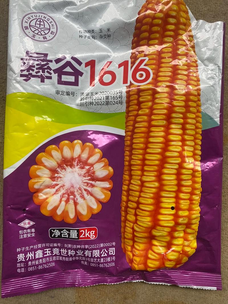 谷子高产品种如何选种种植？-图1