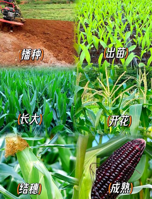 谷子高产品种如何选种种植？-图2