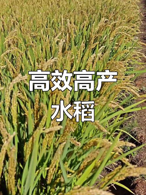 谷子高产品种如何选种种植？-图3