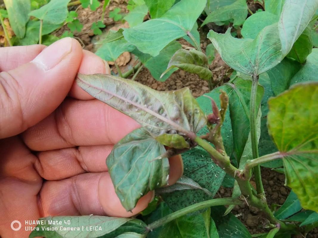 甘薯前期管理技术要点-图1