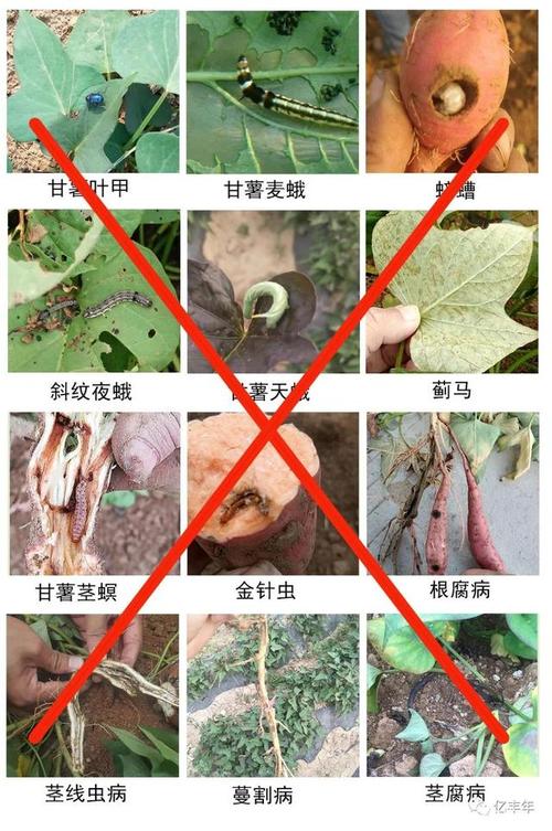 甘薯前期管理技术要点-图2