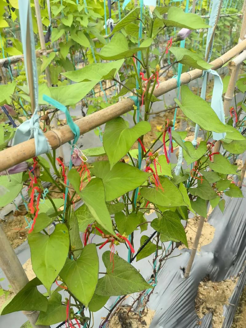 甘薯前期管理技术要点-图3