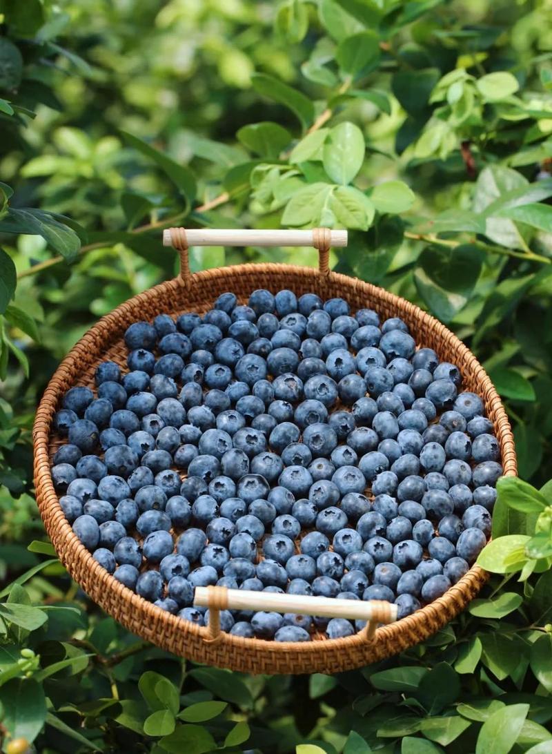 蓝莓品种图片大全集，收录了哪些品种？-图1