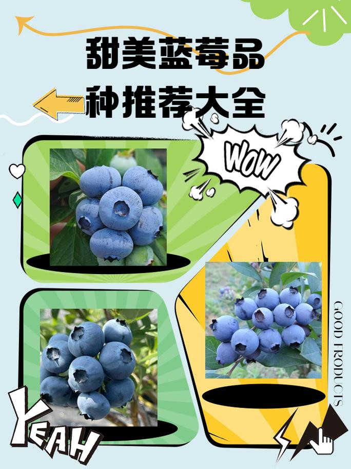 蓝莓品种图片大全集，收录了哪些品种？-图3