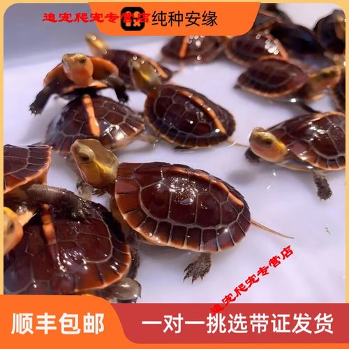 2025龟价格排行榜-图2