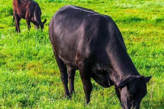 无角母牛是哪种品种好-图1