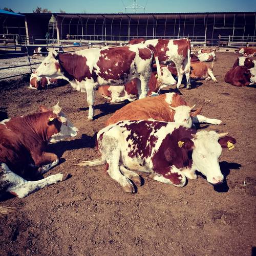 无角母牛是哪种品种好-图2